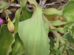 Image of Alstroemeria paupercula Phil.