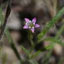 Image of Miniature Pincushion-Plant