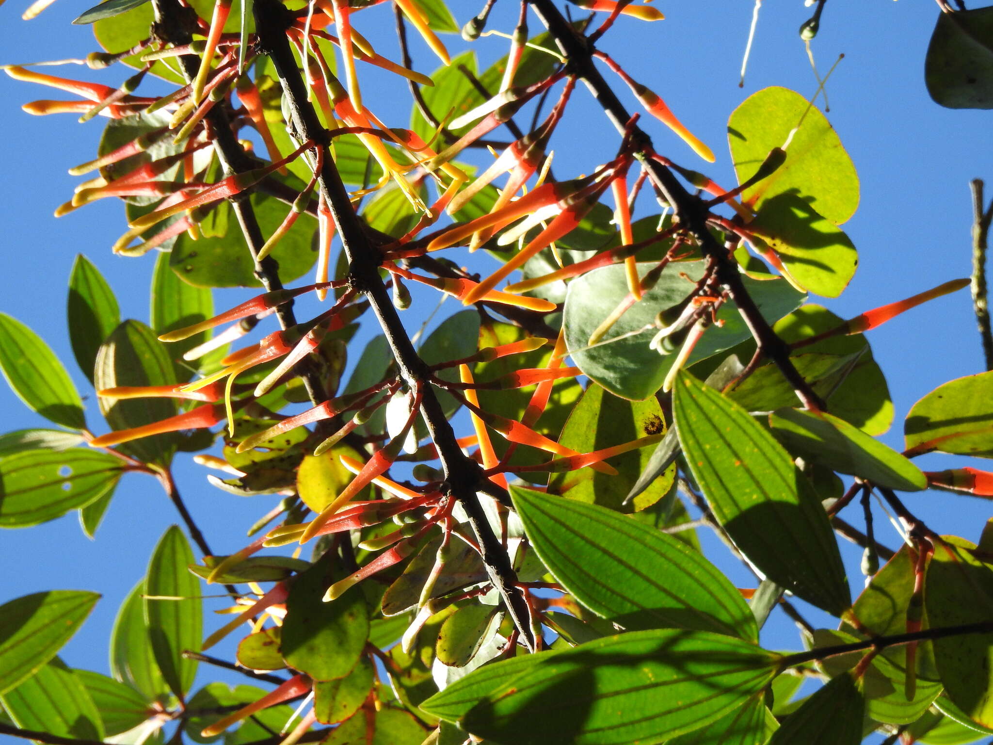 Image of Psittacanthus dichrous (Mart.) Mart.