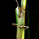 Image of Indian flower mantis