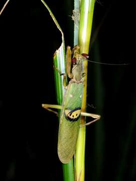 Image of Indian flower mantis