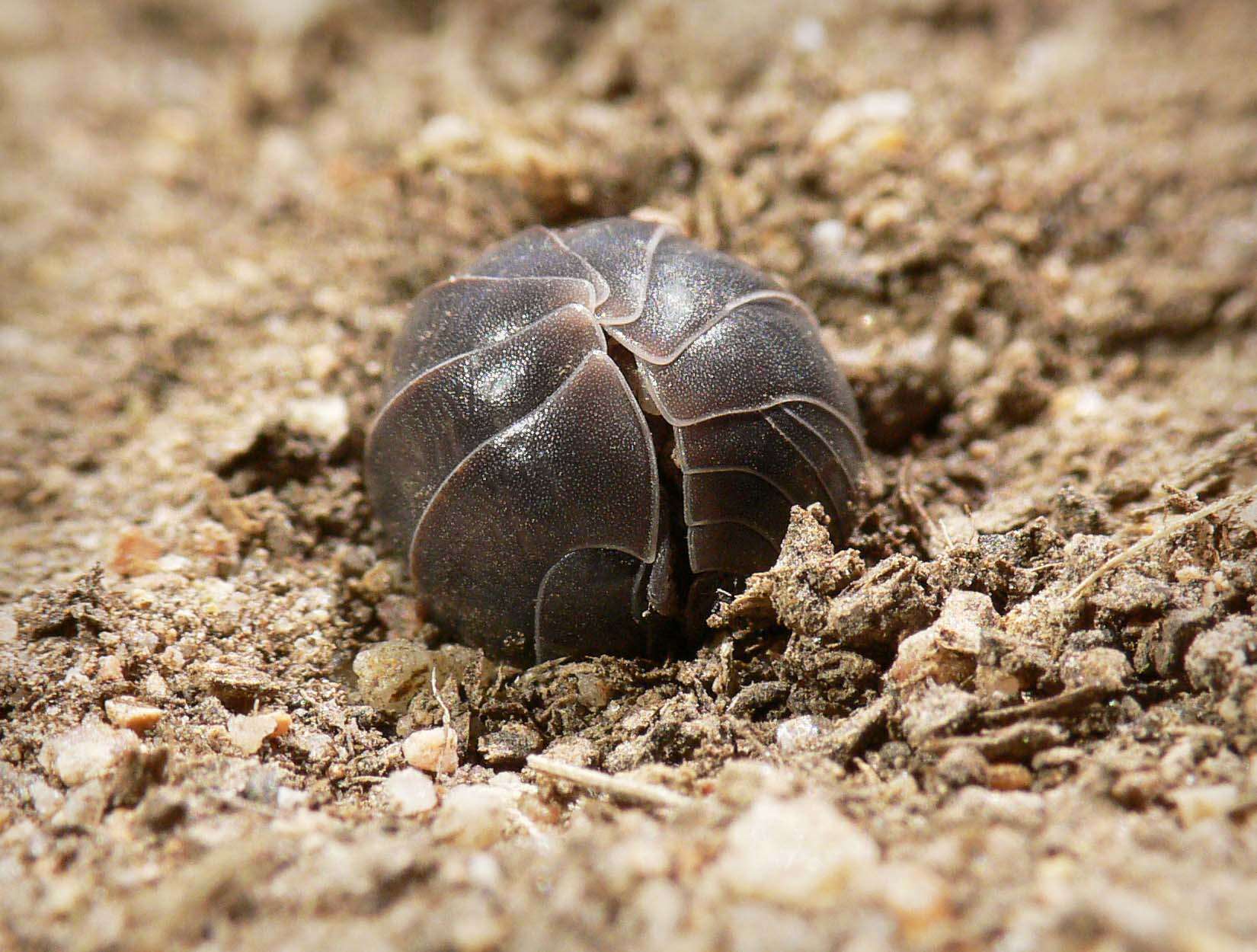 Image of Pill woodlouse