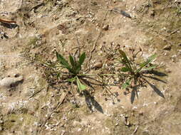 Image of Narrowleaf Water-plantain