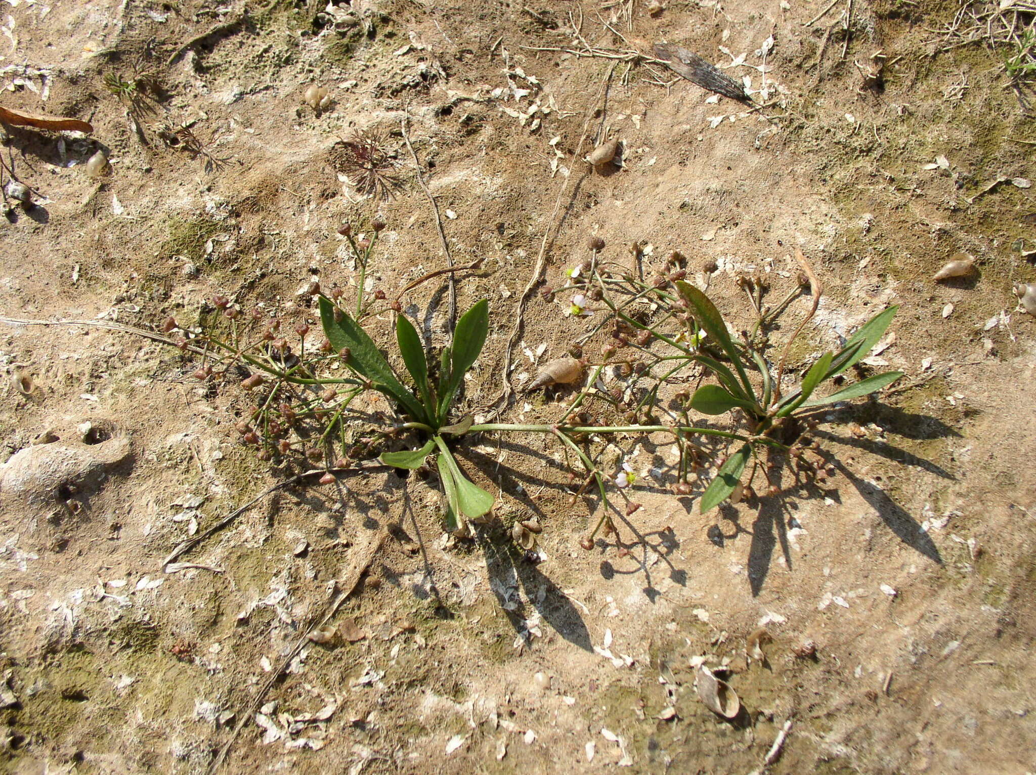 Image of Narrowleaf Water-plantain