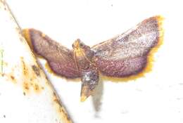 Image of Moth