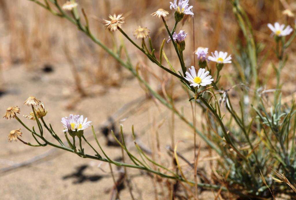 Imagem de Erigeron filifolius (Hook.) Nutt.