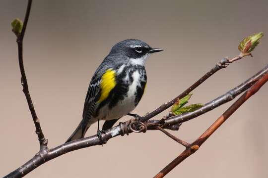 Imagem de Setophaga coronata (Linnaeus 1766)