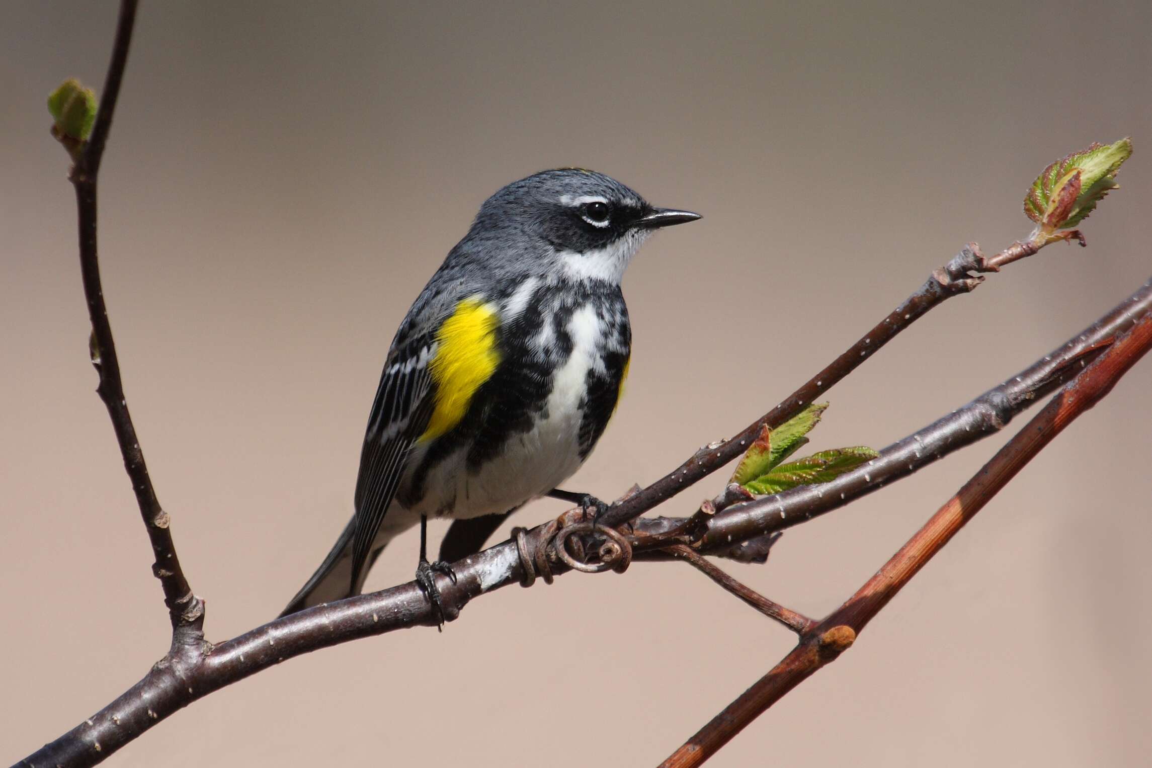 Image of Myrtle Warbler