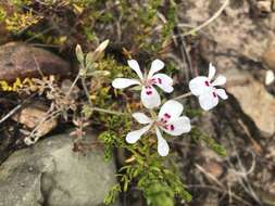 Image of Pelargonium pinnatum (L.) L'Her.