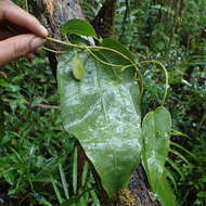 Sivun Trichopus sempervirens (H. Perrier) Caddick & Wilkin kuva