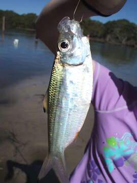 Image of Castelnau&#39;s herring