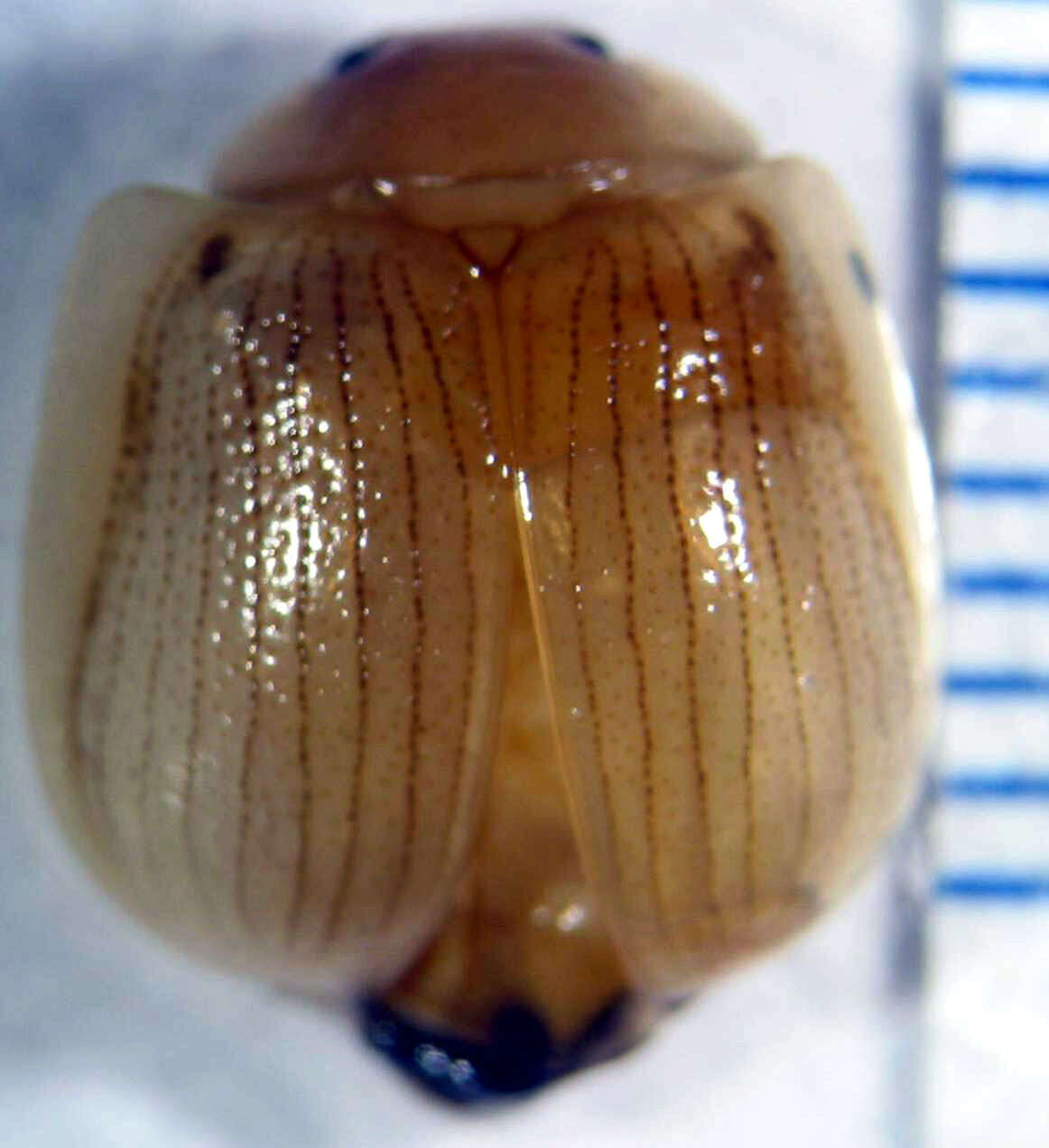 Image of Paropsisterna lignea