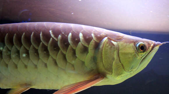 Image of Asian Arowana