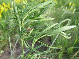 Image of Veronica austriaca subsp. jacquinii (Baumg.) Eb. Fischer