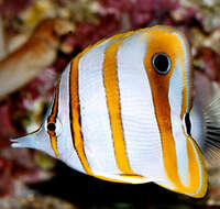 Image of Banded Longsnout Butterflyfish