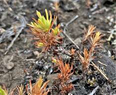 Image of Coast Range stonecrop