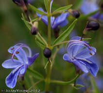 Image of Grassland chlerdendrum