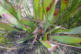 Image of Protea vogtsiae Rourke