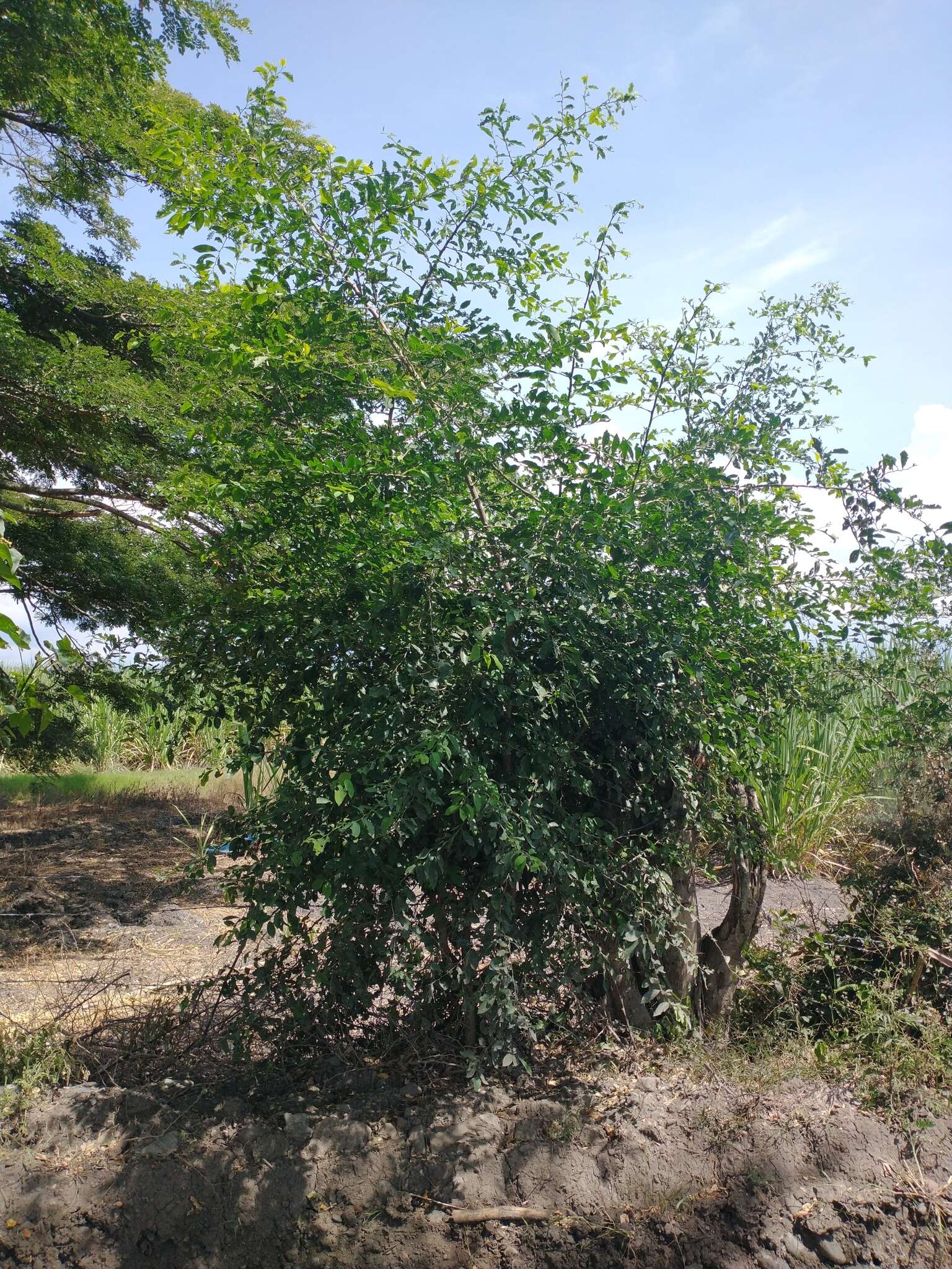 Image of Achatocarpus nigricans Triana