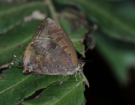 Image of Arhopala bazalus (Hewitson 1862)