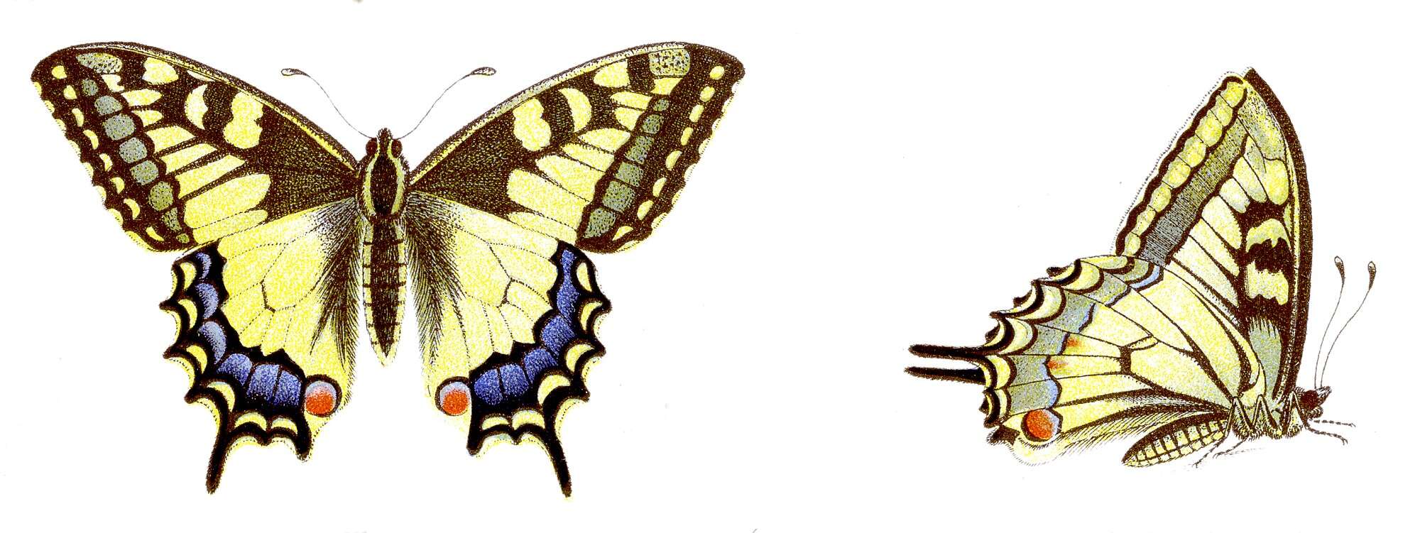 Image of Old World Swallowtail