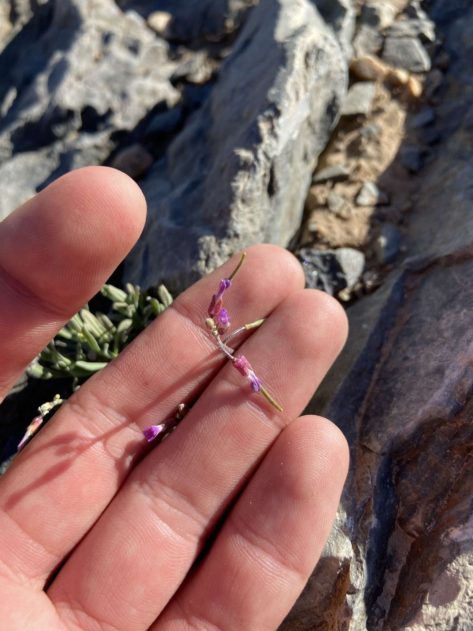 Image of Wasatch rockcress