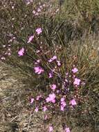 Image of Boronia filifolia F. Müll.