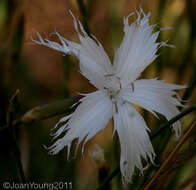 Image of Dianthus mooiensis subsp. mooiensis