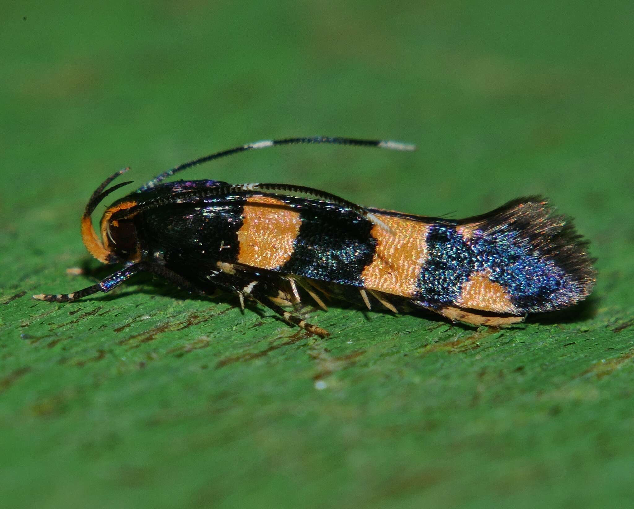 Image of Limnaecia polycydista Turner 1926