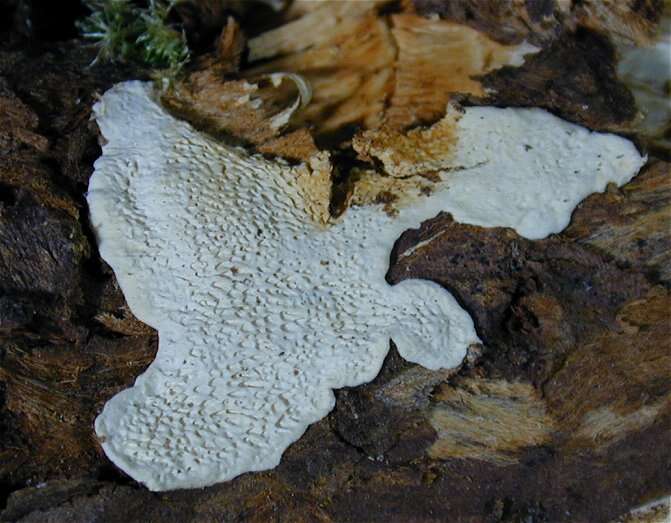 Image de Polypore du pin