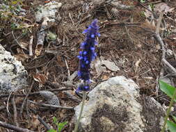 Image de Salvia stachyoides Kunth