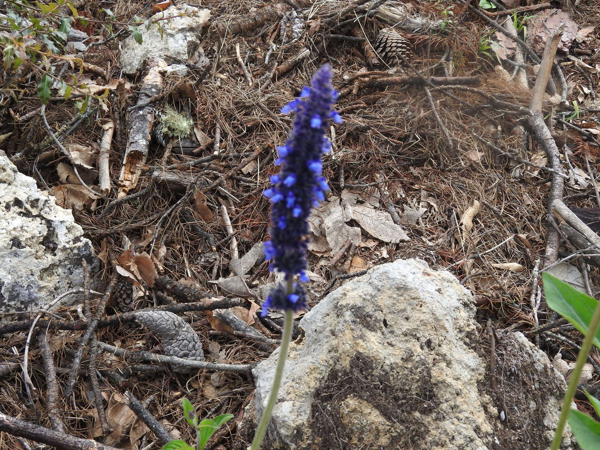 Image de Salvia stachyoides Kunth