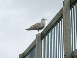 Image of Glaucous-winged Gull