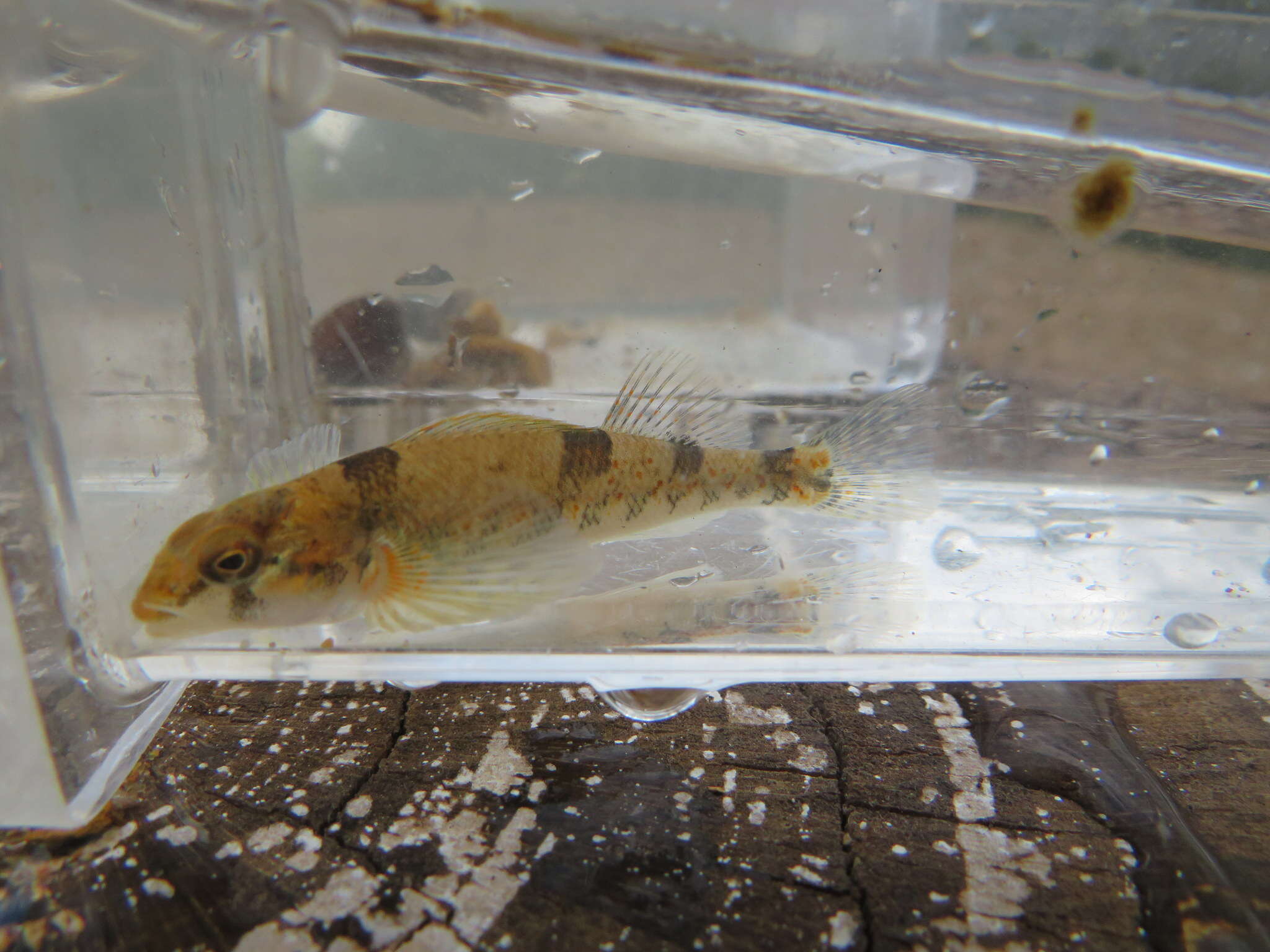 Слика од Etheostoma erythrozonum Switzer & Wood 2009