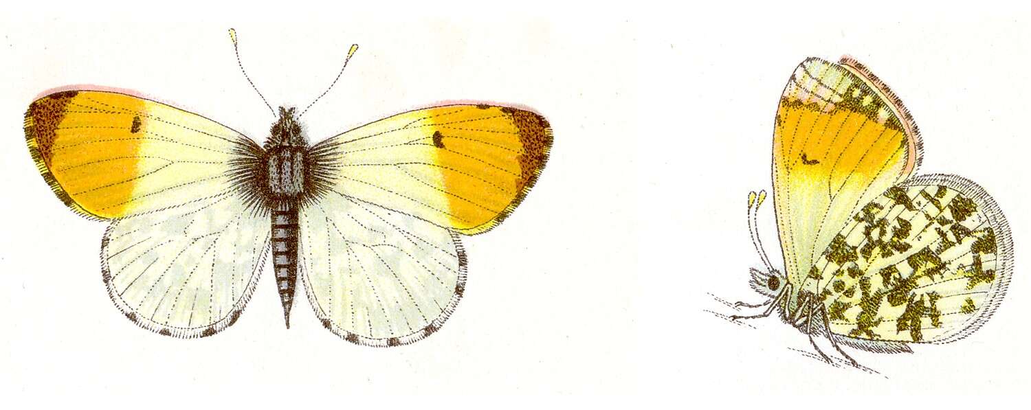 Image of orange tip