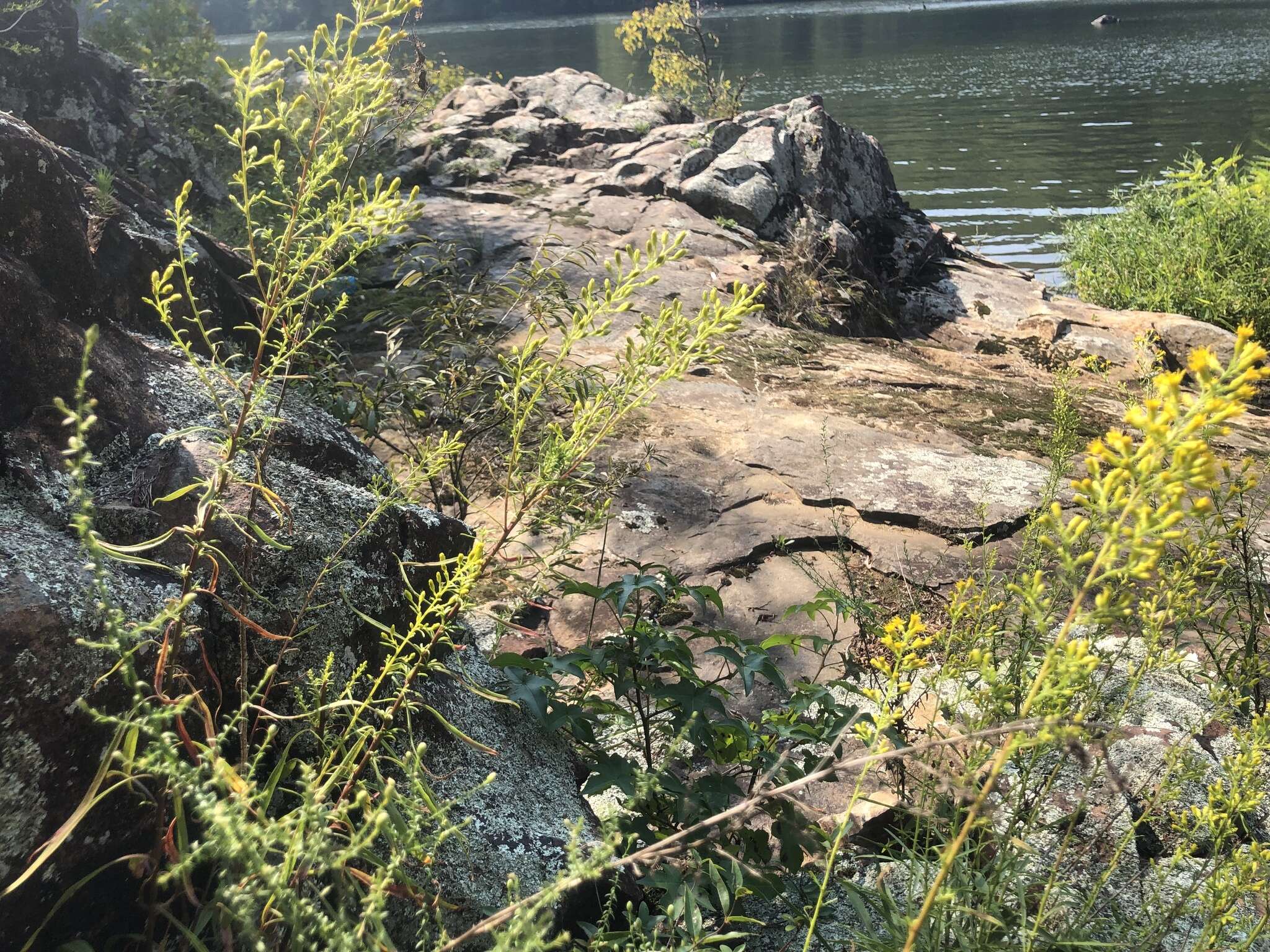 Image of plumed goldenrod