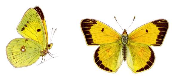 Image of clouded yellow