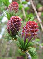 Image of European Larch