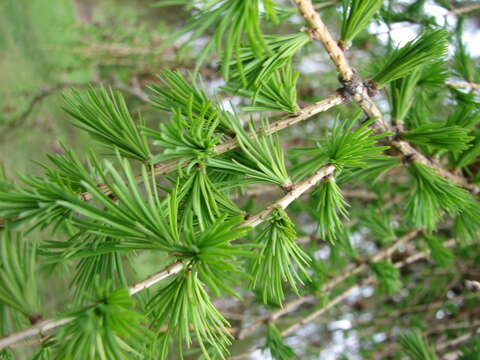 Image of European Larch