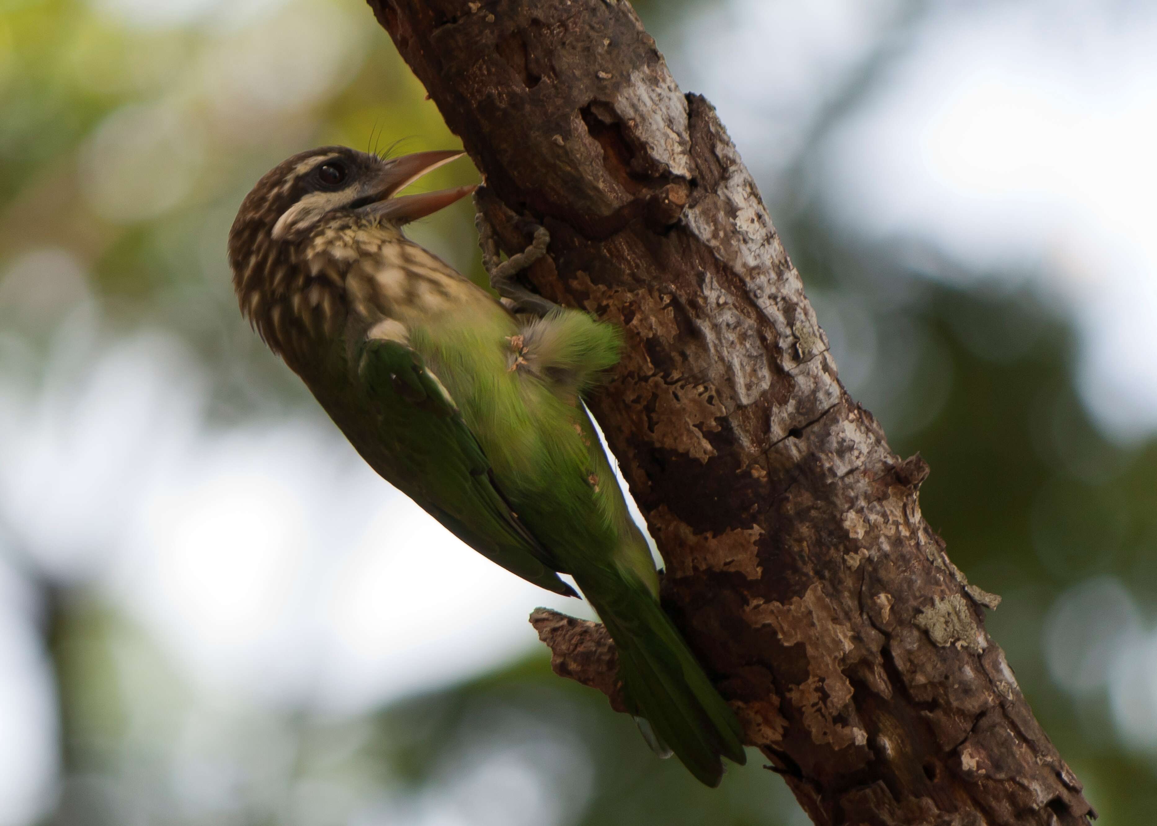 صورة Psilopogon viridis (Boddaert 1783)