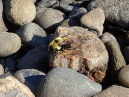 Imagem de Eristalis flavipes Walker 1849