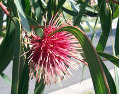 Image of pincushion tree