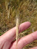 Image of dune fescue