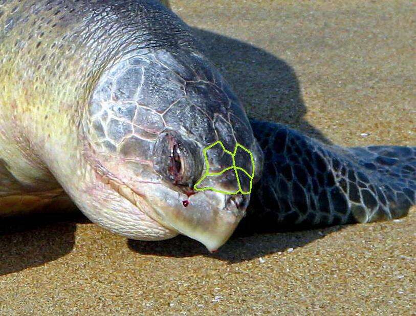 Image of Ridley sea turtles