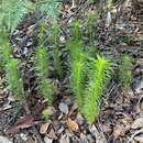 Image of Stylidium laricifolium Rich.