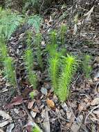 Image of Stylidium laricifolium Rich.