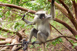 Image of Kirk's Red Colobus