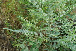 Sophora alopecuroides L. resmi