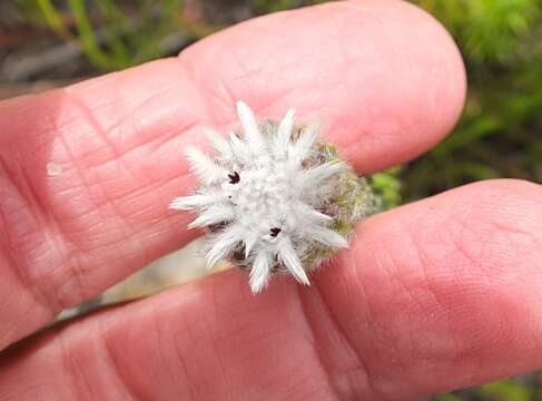 Image of Phylica curvifolia (Presl) Pillans ex Fourc.