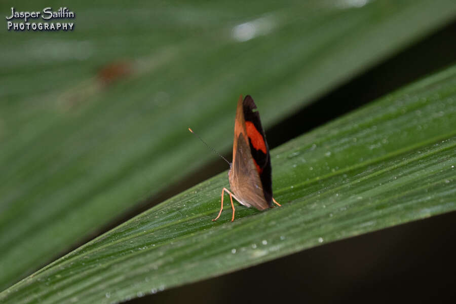 Image of Temenis pulchra Hewitson 1861